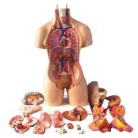 Human anatomy model human organs organ removable medical teaching model toy trunk system structure