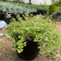 โปรดีล คุ้มค่า เลมอนไทม (lemon thyme) กระถาง 8 นิ้ว ของพร้อมส่ง พรรณ ไม้ น้ำ พรรณ ไม้ ทุก ชนิด พรรณ ไม้ น้ำ สวยงาม พรรณ ไม้ มงคล