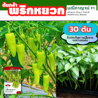 ต้นกล้าพริกหยวก 30ต้น  พริกหยวก Pepper มณีกาญจน์