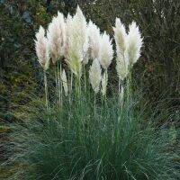 100 เมล็ดหญ้า หญ้าภูเขา หญ้าแพมพัส Pampas grass แปมปัส นำเข้าจาก USA อัตราการงอก 80-85%.