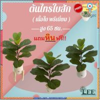 (เกรดใบพรีเมี่ยม) ต้นไทรใบสัก เสมือนจริง สูง 65 ซม. ต้นไม้ปลอมตกแต่งบ้าน (ก2) สินค้ามีจำนวนจำกัด