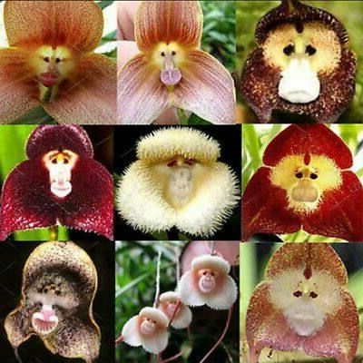 18 เมล็ดพันธุ์ เมล็ดกล้วยไม้ กล้วยไม้ Orchid flower seeds อัตราการงอกสูง 70-80%