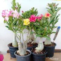 11 เมล็ด เมล็ดพันธุ์ Home Seed  ชวนชม สายพันธุ์ฮอลแลนด์ คละสี Adenium Seeds กุหลาบทะเลทราย Desert Rose ราชินีบอนไซ อัตรางอกสูง 80-90% มีคู่มือปลูก