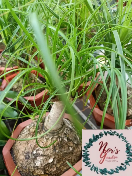 Ponytail Palm Tree(Bonsai) Lazada PH