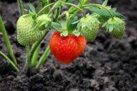 เมล็ดพันธุ์ Strawberry Seed สายพันธุ์ Guardian 50 เมล็ด เมล็ดพันธุ์นำเข้าจาก ยุโรป