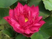 5 เมล็ดพันธุ์ บัว สายพันธุ์ RED SILK LOTUS สีชมพูแดง เพาะปลูกและเก็บเมล็ดในไทย ขยายพันธุ์ในไทยได้ สายพันธุ์นิยมปลูกในอเมริกา