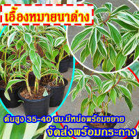 ต้นเอื้องหมายนาด่าง สูงประมาณ 35-40 ซม.มีหน่อพร้อมขยาย จัดส่งพร้อมกระถาง 4 นิ้ว(1กระถาง/1กล่อง)