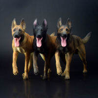 Mr.z 16จำลองขนาดสัตว์ตำรวจสุนัขสัตว์เลี้ยง Malinois สุนัขรุ่นของเล่นรุ่นตุ๊กตา F 12 "รูปการกระทำฉากตกแต่งรถ