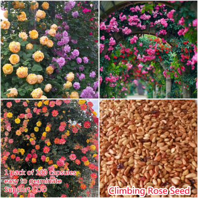 เก็บเงินปลายทาง COD 100 แคปซูลต่อแพ็ค Mixed Climbing Rose Seeds Flower Seeds เมล็ดพันธุ์ ต้นไม้ประดับ เมล็ดดอกไม้ ต้นไม้ ไม้ประดับ เมล็ด ไม้ดอก พันธุ์ไม้ดอก ต้นดอกไม้ ต้นไม้หายาก ต้น บอนสี เมล็ดบอนสี บอนสีสวยๆ เมล็ดพันธุ์ดอกไม้ อัตราการงอกสูง