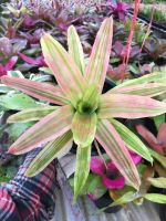 ? ต้นนี้เลย-Neo yello king ยังไม่เต็มฟอร์ม- สับปะรดสี#bromeliad# ต้นไม้สวยงาม# ไม้ประดับ# ตกแต่งบ้าน#bromeliad# ไม้ประดับ# ไม้มงคล# ขายถูก ของมีพร้อมส่ง เก็บเงินปลายทาง ?