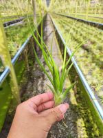 Tillandsia Bulbosa hybrid ลูกผสม บุลโบซ่า ทิลแลนเซีย #รากอากาศ #airplant #tillandsia