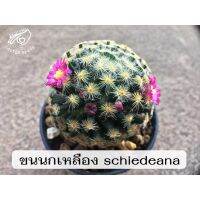 แมมขนนกเหลือง ขนนกเหลือง เมล็ด แมมขนนก ขนนก Mammillaria schiedeana แมม ต้นกระบองเพชร ต้นแคคตัส cactus เมล็ดแคคตัส นก แมมขน