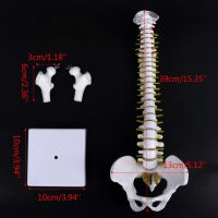 45 ซม. Human anatomical Spine Model