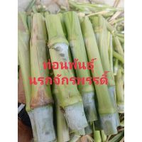 (โปร++) หญ้านรกจักรพรรดิ์100ท่อน/กล่อง/150บาท ส่วนลด เมล็ดพันธุ์ พันธุ์ข้าว เมล็ดหญ้า เมล็ดข้าวโพด