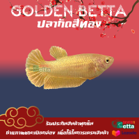 ปลากัดสีทอง เพศเมีย 1 ตัว 7/11 Betta Farm