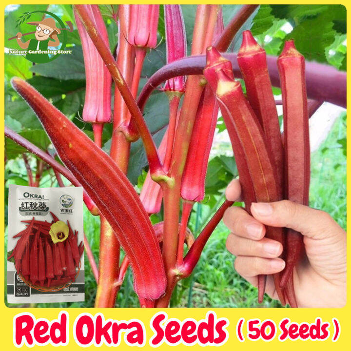 Fresh Organic Red Okra Seeds for Planting (50 Seed) High Yield Legit