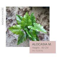 ต้นกระดาด/ต้นบอน Alocasia macrorrhizos 45 CM