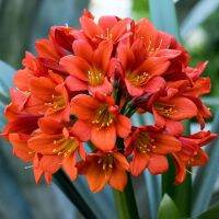 10 เมล็ดพันธุ์ เมล็ด คลิเวีย คลีเวีย ว่านสิบแสน คลิเวียด่าง Lily Clivia seeds อัตราการงอกสูง 70-80%