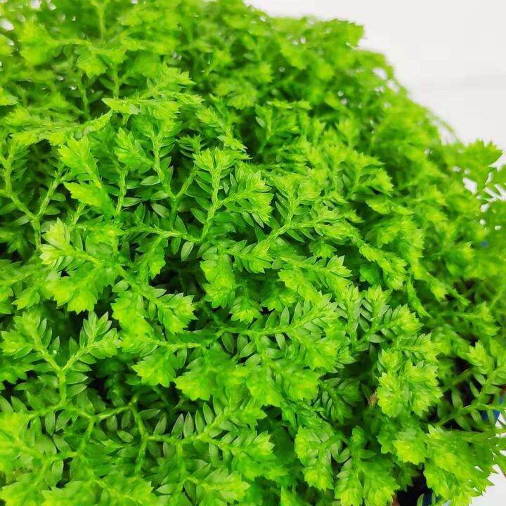 [real Live Plant] Indoor Terrarium Plant Selaginella Apoda By Ls Group 