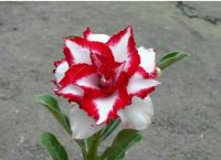 8 เมล็ด เมล็ดพันธุ์ ชวนชม สีแดง Desert Rose Adenium Seed กุหลาบทะเลทราย ราชินีบอนไซ มีคู่มือปลูก ปลูกประดับบ้าน เป็นมงคล