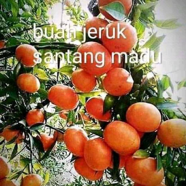 Bibit Jeruk Santang Madu Manis Benih Tanaman Buah Dalam Pot Tabulampot