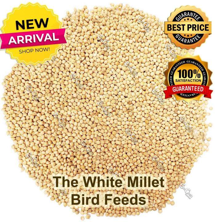 500g White Or Yellow Proso Millet For Bird Feeds Brd White Millet Bird Seed Lazada Ph