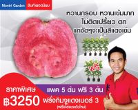 ฝรั่งกิมจูแดงเบอร์3..(แพค5ต้นฟรี3ต้น)..หวานเข้ม กรอบ อร่อย จุดเด่น แก่จัดสีแดงเข้ม ความสูง 60-70 cm ปลูก 5-8เดือนติดลูกห่อผลได้ เสียบสั้นเลี้ยงนาน 3เดือน ของมีพร้อมส่ง