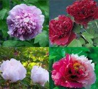 20 เมล็ด เมล็ดโบตั๋น ดอกโบตั๋น ดอกพีโอนี (Peony) ดอกไม้นี้​เป็นสัญลักษณ์ของความมั่งคั่งร่ำรวย ความซื่อสัตย์ อัตรางอก 70-80%