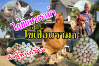 ไข่เชื้อไก่บราม่ายักษ์ Brahma แพ็คละ10ฟอง/เก็บส่งทุกๆ3วัน /คละสี/ประกันเชื้อทุกฟอง