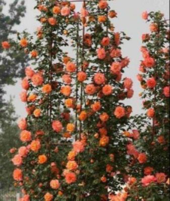 30 เมล็ด เมล็ดพันธุ์ กุหลาบ สายพันธุ์ อังกฤษ เลื้อย สีส้ม ดอกใหญ่ Climbing Rose Seeds นำเข้าจากต่างประเทศ พร้อมคู่มือ เมล็ดใหม่