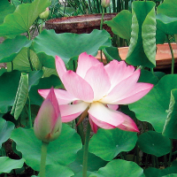 5 เมล็ดพันธุ์ บัว สายพันธุ์ Chawan Lotus สีขาวอมชมพู นำเข้าจาก อเมริกา เพาะปลูกและเก็บเมล็ดในไทย ขยายพันธุ์ในไทยได้