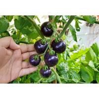 เมล็ดพันธุ์ มะเขือเทศ ม่วง Purple Cherry Tomato บรรจุ 20 เมล็ด