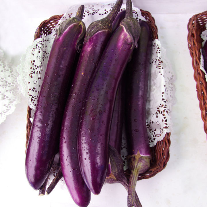 เมล็ดมะเขือยาวม่วงดำ-300เมล็ด-ขั้วและผมสีม่วงดำ-eggplant-seeds-เมล็ดมะเขือยาวสีม่วง-เมล็ดมะเขือยาวสีดำ