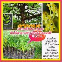 MAI การะบูน การบูร (ภาคกลาง) อบเชยญวน (ไทย) พรมเส็ง (เงี้ยว) เจียโล่ (จีนแต้จิ๋ว) จางมู่ จางหน่าว (ต้นเล็ก) ต้นไม้ตาย ระหว่างขนส่ง เคลมฟรี