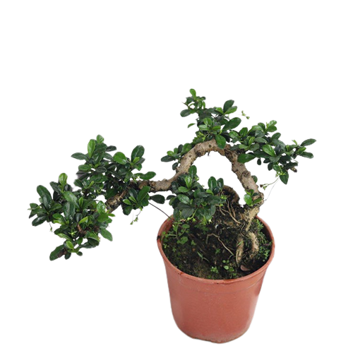 Carmona retusa , Fukien tea Bonsai, Hokkien tea Bonsai in plastic pot ...