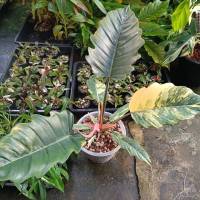 ต้นฟิโลเดนดรอนพิณนาค คาราเมลมาเบิ้ล แม่พันธ์ด่าง (Philodendron Caramel Marble)