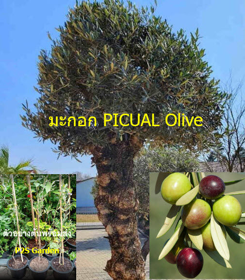 ต้นมะกอก-พันธุ์พิควอล-picual-olive-สายพันธุ์จากสเปน-ต้นไม้นำเข้า