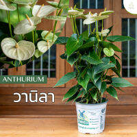 Treeno.9 T43 ดอกหน้าวัว สี วานิลา (Anthurium)/ กระถาง 8 นิ้ว / สูง 30-50 cm / ไม้ดอกประดับ ไม้มงคล ไม้ฟอกอากาศ (ต้นไม้)