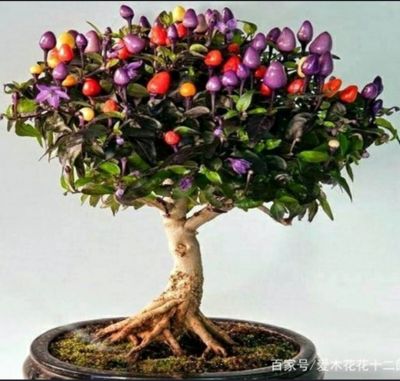 เมล็ดพันธุ์พริก บอนไซ หายาก New 2022 Trinidad Moruga Chili Scorpion Bonsai แพ็กล่ะ 20 เมล็ด 3แถม1