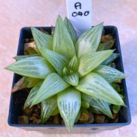 Haworthia turida ‘Hanakagaminishiki’ A040