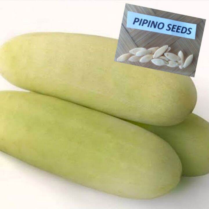 50 Seeds (buy 2 get 1 free) Pipino Cucumber White Variety for Sale Easy ...