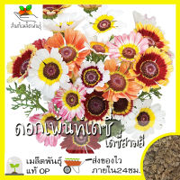 เมล็ดพันธุ์ ดอกเพ้นท์เดซี่ เดซี่สามสี 100เมล็ด  (Painted Daisy Mix Seed) เมล็ดพันธุ์แท้100% นำเข้าจากต่างประเทศ เดซี่