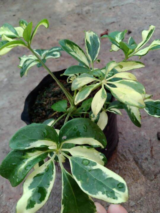 ต้นหนวดปลาหมึกใบด่าง-schefflera-actinophylla-เป็นไม้พุ่มขนาดเล็ก-โตเร็ว-พุ่มสวยงาม-ชอบแดดรำไรถึงแดดครึ่งวันเช้า-น้ำปานกลาง-จัดส่งแบบถุงชำ