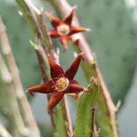 จัดโปร เก๋งจีน Caralluma Stalagmifera ให้ดอกทั้งปี แดดดีต้นสีแดงอมม่วงลายสวยมาก ลดราคา ต้นไม้ ต้นไม้มงคล ต้นไม้ฟอกอากาศ พรรณไม้