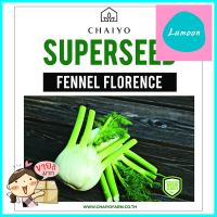 เมล็ดพันธุ์เฟนเนล ชัยโย 100 เมล็ดFENNEL (FLORENCE) 100 SEEDS **ลดราคาจัดหนัก **