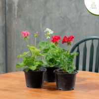 Treeno.9 T443 เจอราเนียม คละสี (Geranium) กระถาง 6 นิ้ว / สูง 30-40 ซม. / ไม้ประดับ ไม้ดอก (ต้นไม้)