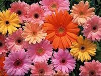 ขายส่ง 100 เมล็ด เมล็ดเยอบีร่า คละสี ดอกไม้ ดอกเยอบีร่า Gerbera ต้นเยอบีร่า ไม้ดอก ไม้ประดับ เยอบีร่ากระถาง ของแท้ 100% ไม้จัดสวน พืชเศรษฐกิจ