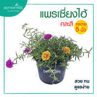 แพรเซี่ยงไฮ้คละสี กระถาง5นิ้ว  Portulaca grandiflora ไม้กลางแดด ไม้คลุมดิน