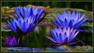 100 เมล็ด เมล็ดบัว ดอกสีฟ้า ดอกเล็ก พันธุ์แคระ จิ๋ว ของแท้ 100% เมล็ดพันธุ์บัวดอกบัว ปลูกบัว เม็ดบัว สวนบัว บัวอ่าง Lotus Waterlily seeds