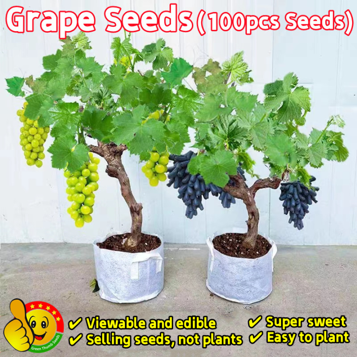 100 Original Sweet Grape Seeds for Sale (Fresh 100pcs Seeds) Biji
